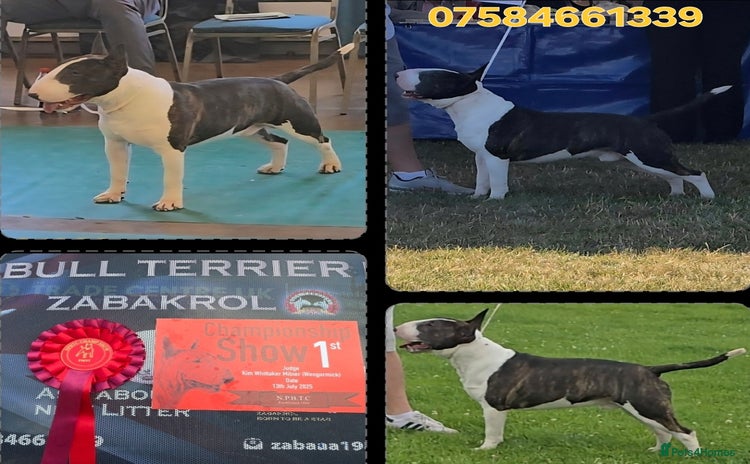 English Bull Terrier dogs - Advert 2