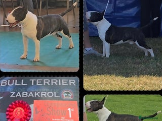 English Bull Terrier dogs TOP PEDIGREE IN UK, CRUFTS QUALIFIER, CHAMP FAMILY - Advert 3