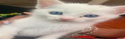 Mixed Breed cats for sale: Kitten for sales  in Croydon - Advert 3