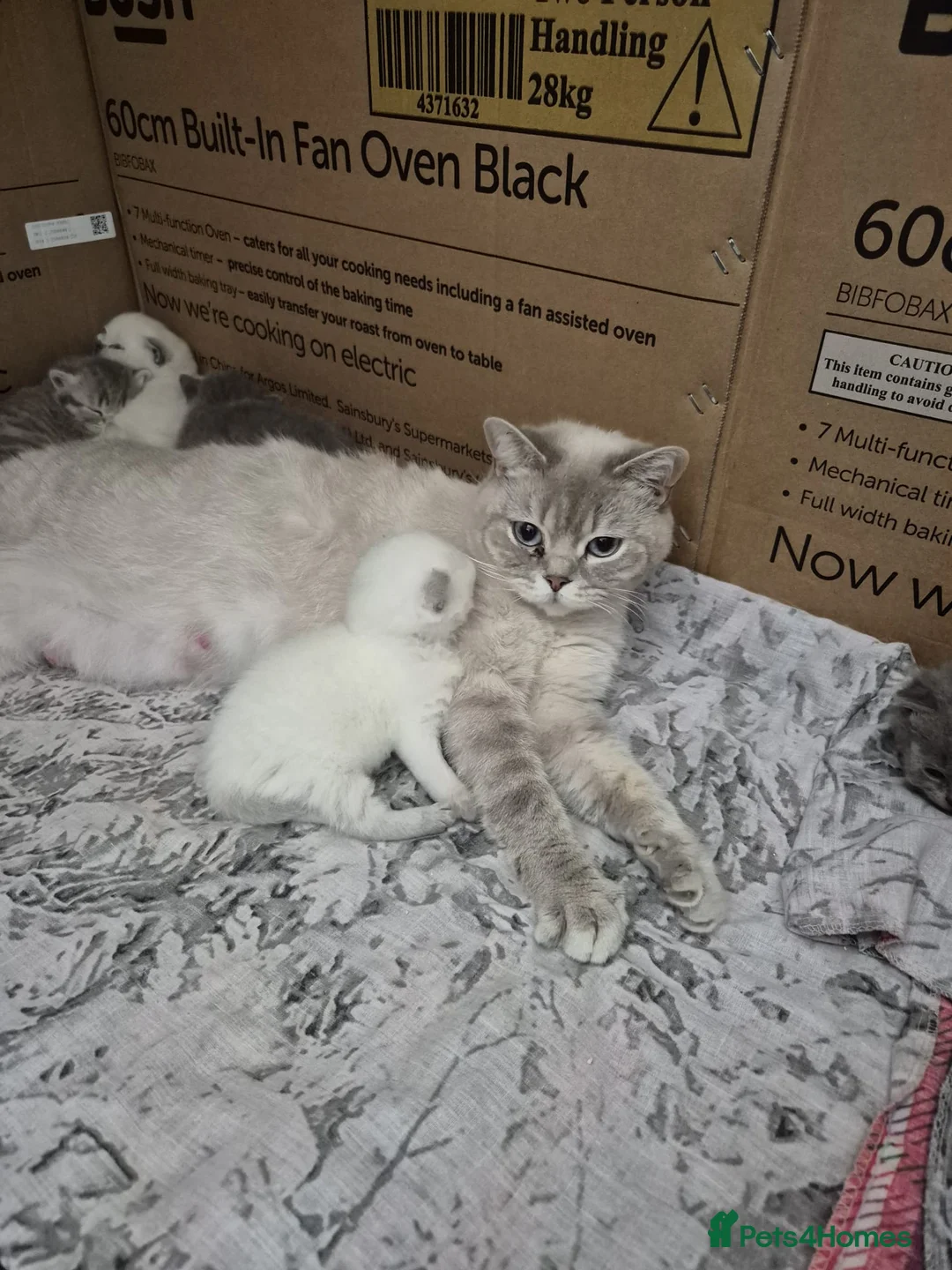 British Shorthair cats for sale: 3 beautiful british shorthair kittens - Advert 1