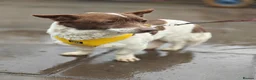 Mixed Breed dogs for adoption: 💙🐶 FINIK – HE TREASURES EVERY SECOND in Burton-on-Trent - Advert 14