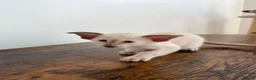 Siamese cats for sale: GCCF Registered Stunning Siamese Kittens  - Advert 2