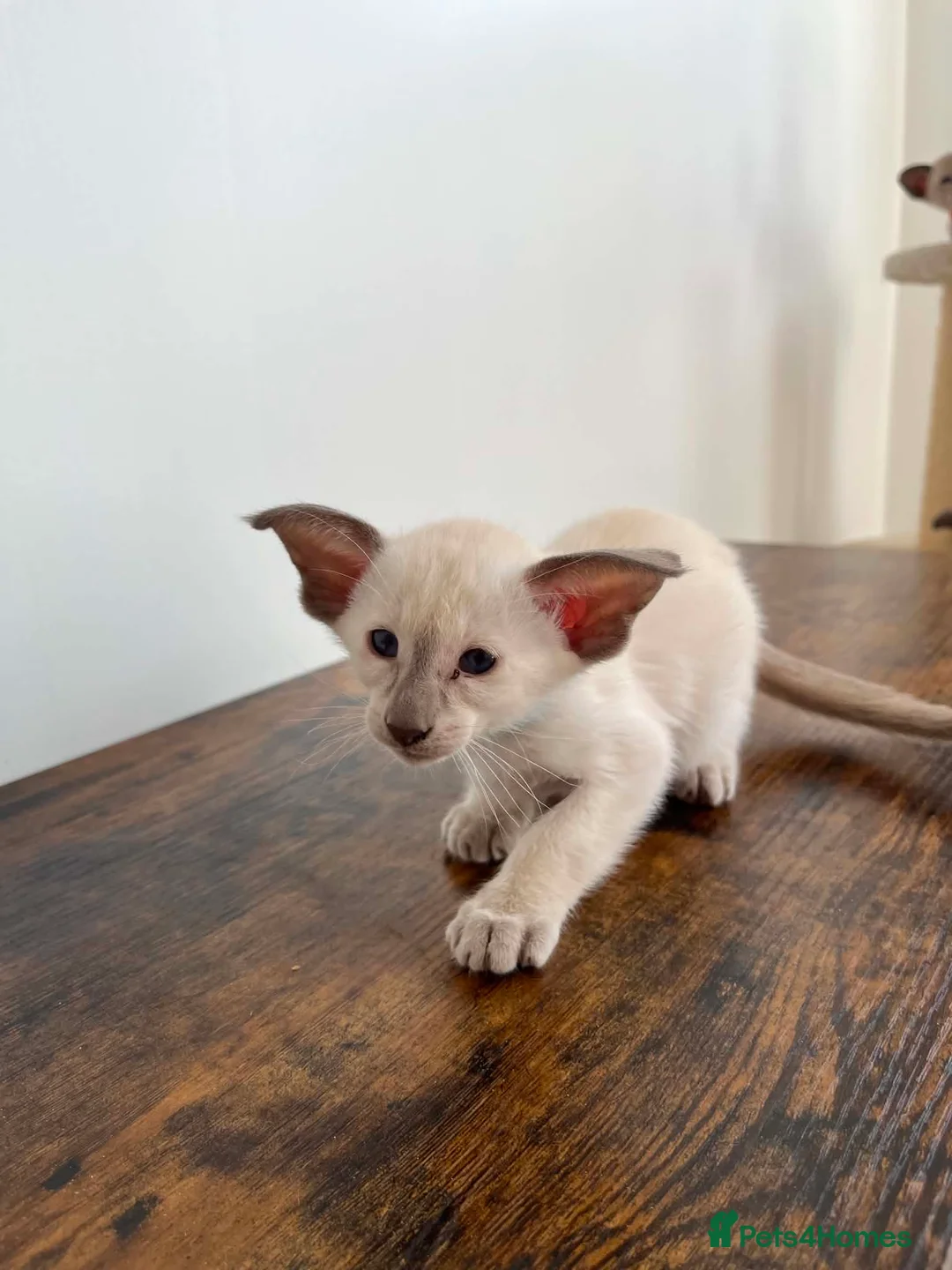 Siamese cats for sale: GCCF Registered Stunning Siamese Kittens  - Advert 2