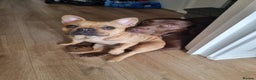 French Bulldog dogs for sale: Chocolate Lab & French bulldog  - Advert 3