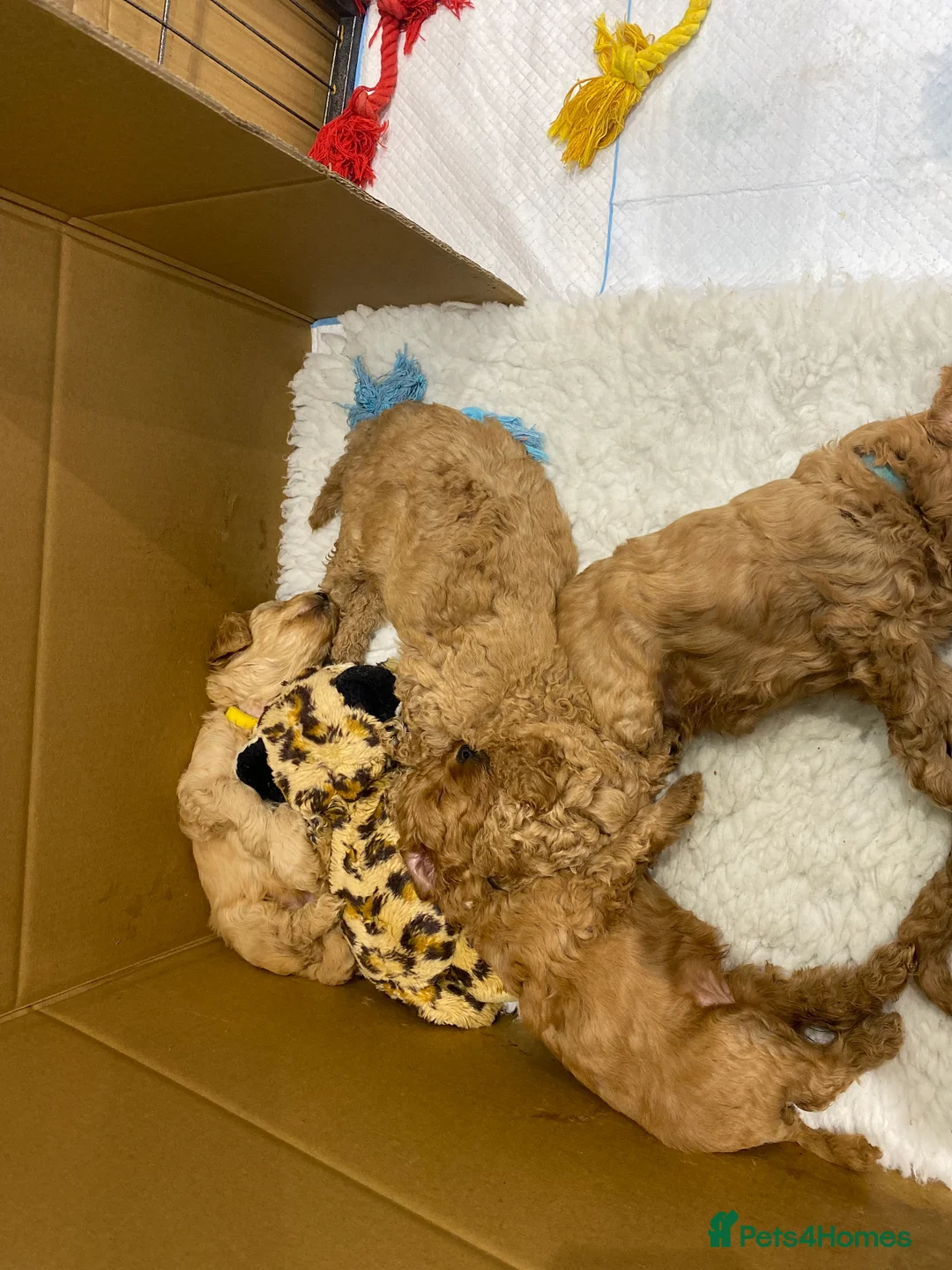 Mixed Breed dogs for sale: Miniature Double Doodles - Advert 8