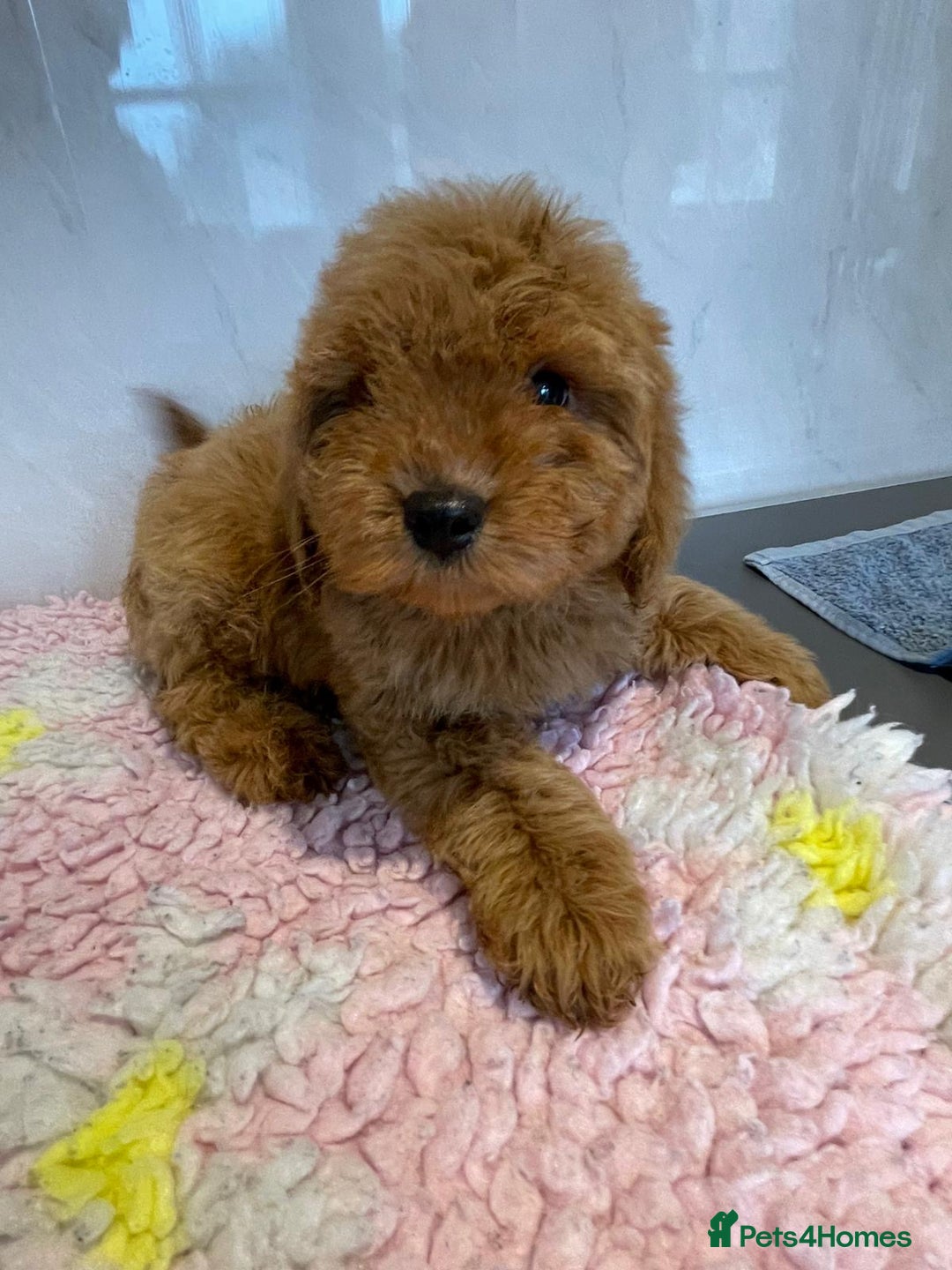 Cavapoo dogs for sale: Beautiful cavapoo puppies - Advert 11