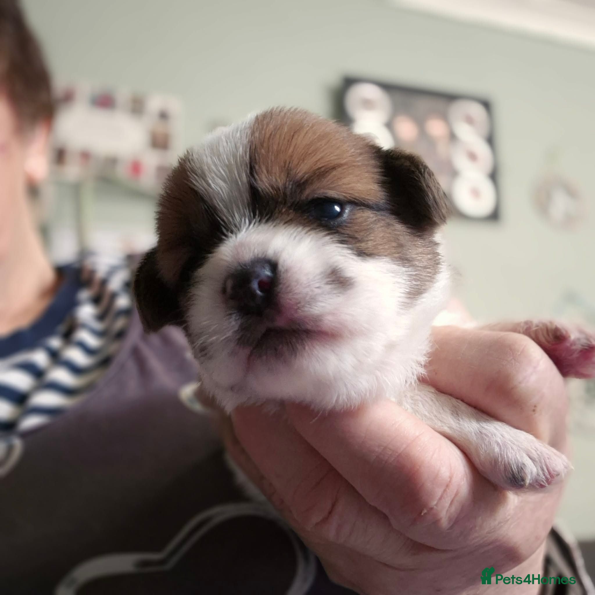 Malshi dogs 3 mashi.pups shihzu x maltese 1 boy 2 girls  - Advert 4