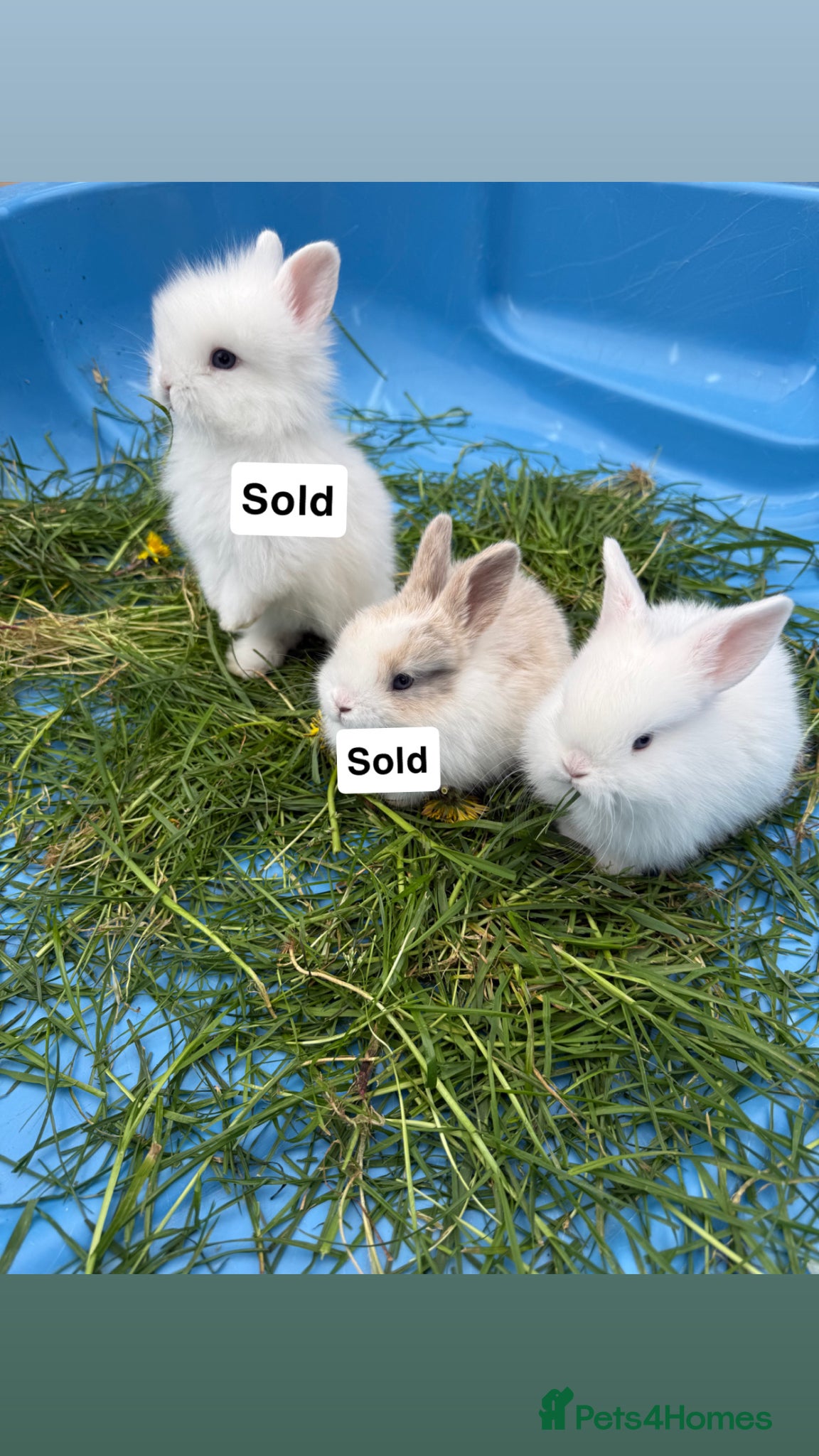 Mini Lion Lop rabbits Female Baby mini lion  - Advert 11