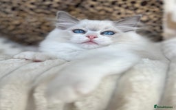 Ragdoll cats for sale: Beautiful Ragdoll girls - ready to reserve now! - Image 8