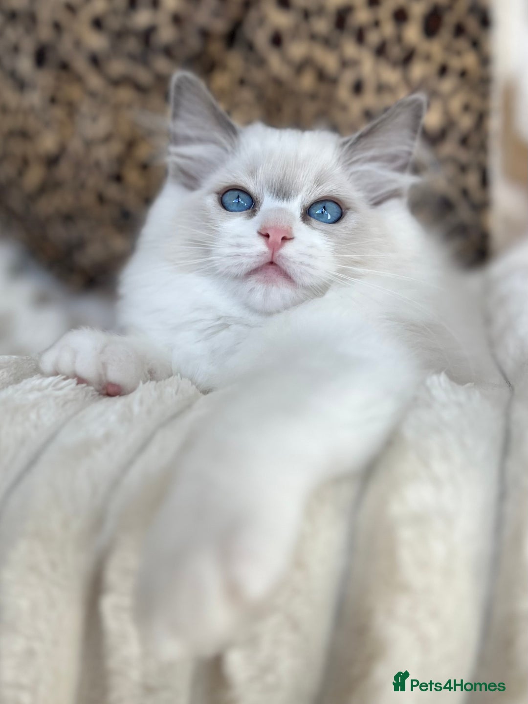 Ragdoll cats for sale: Beautiful Ragdoll girls - ready to reserve now! - Image 8