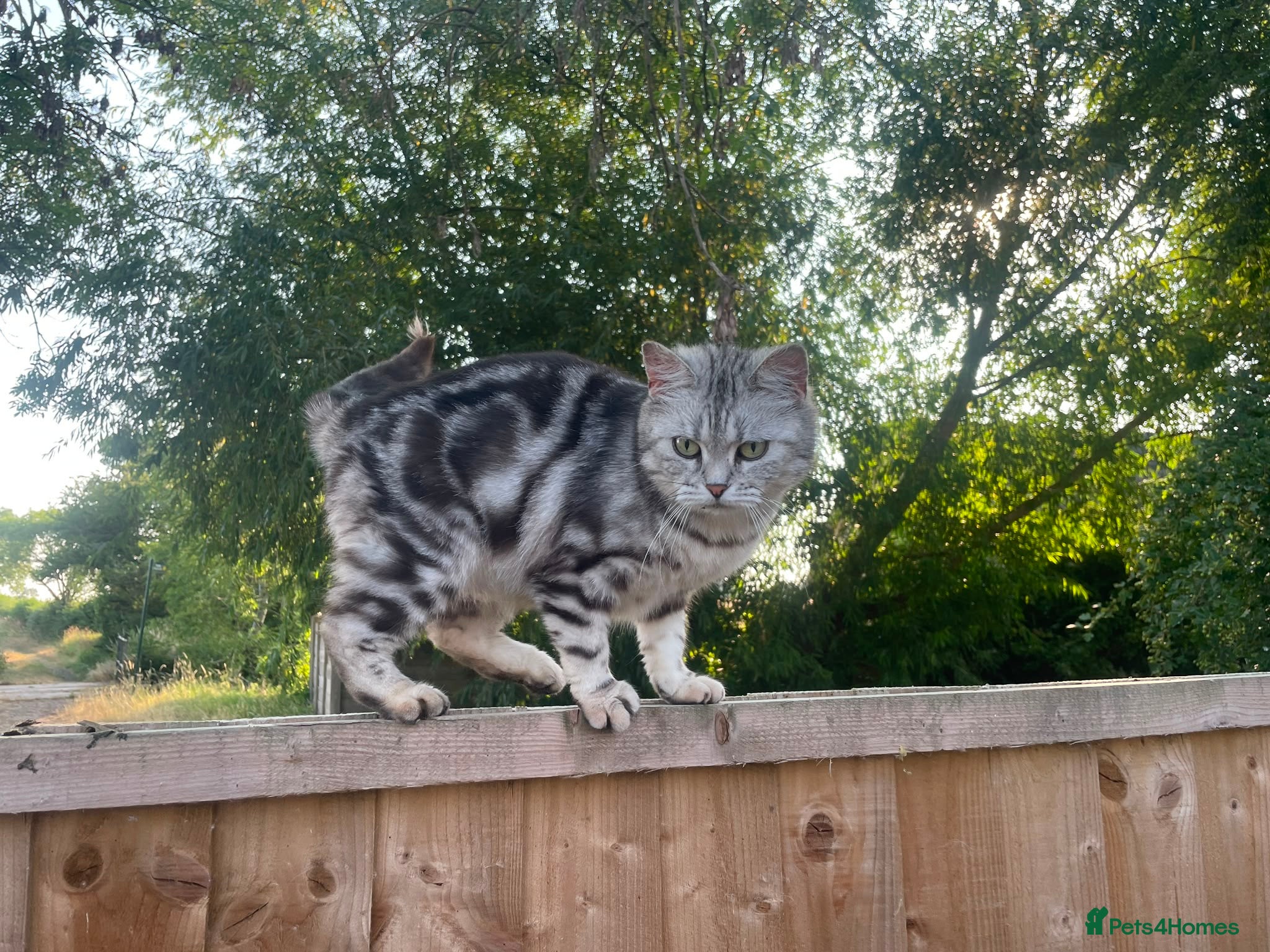 British Shorthair cats GCCF Classic Silver Tabby Kittens - Advert 2