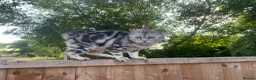 British Shorthair cats for sale: GCCF Classic Silver Tabby Kittens - Advert 2