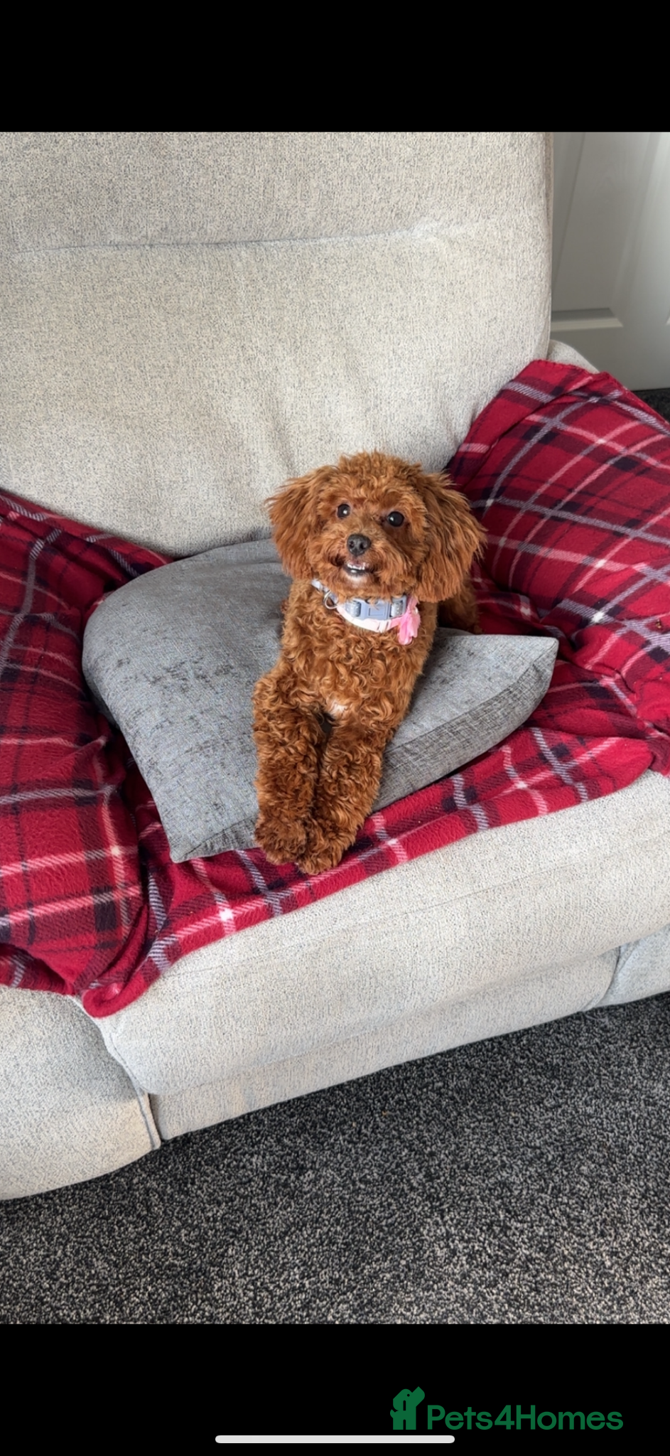 Toy Poodle dogs Toy poodle  - Advert 2