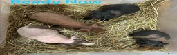 Guinea Pig rodents for sale: Skinny Pig Boars  - Advert 2