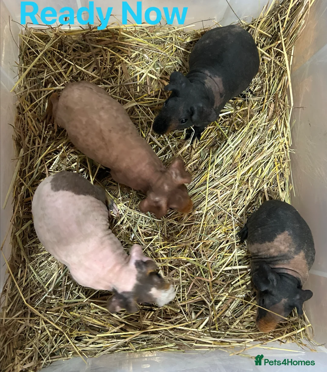 Guinea Pig rodents for sale: Skinny Pig Boars  - Advert 2
