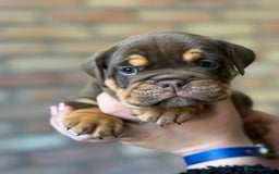 Mixed Breed dogs for sale: Bulldog de Bordeaux  - Image 3