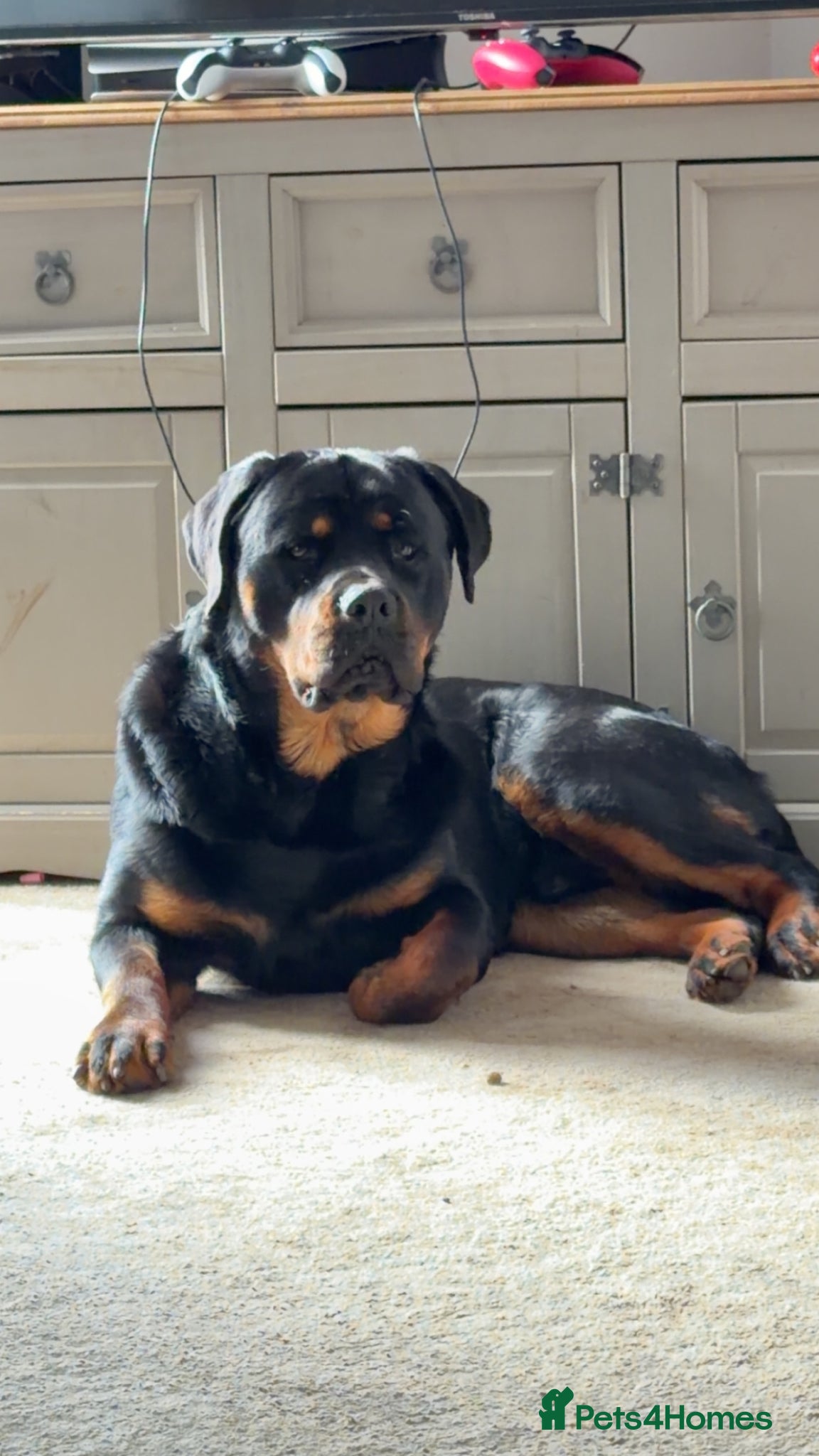 Rottweiler dogs Rottweiler to rehome - Advert 7