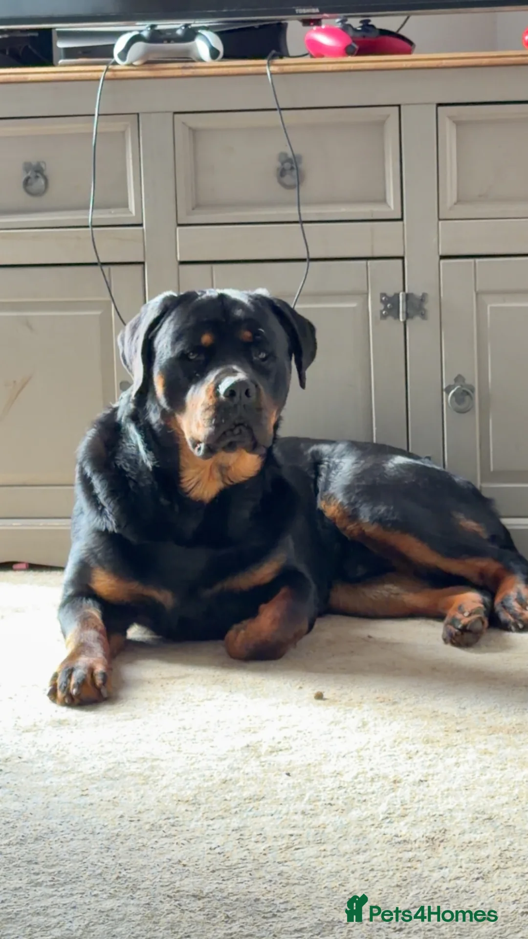 Rottweiler dogs for sale: Rottweiler to rehome in Worthing - Advert 1