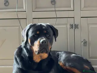 Rottweiler dogs Rottweiler to rehome - Advert 7