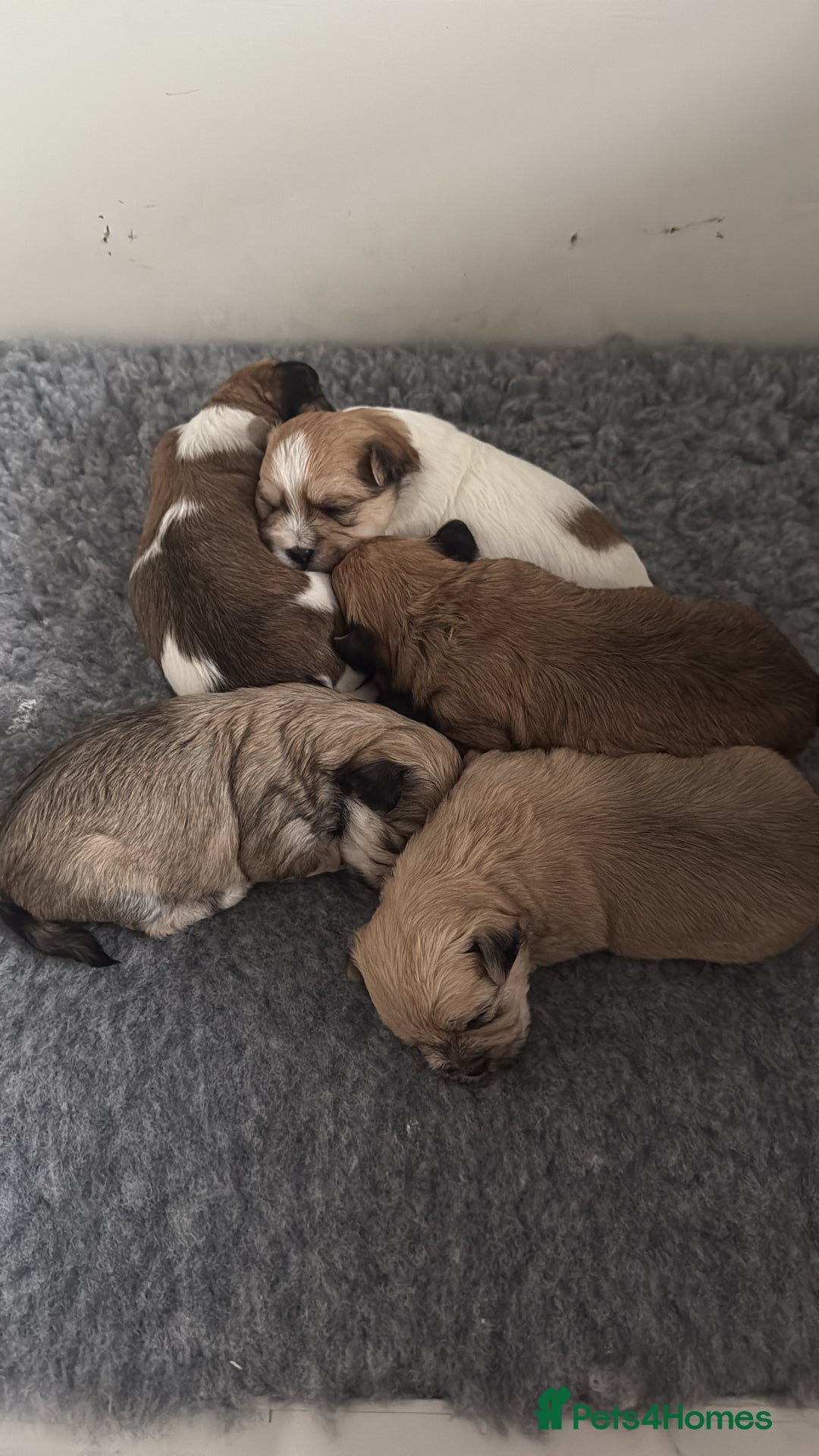 Mixed Breed dogs for sale: Absolutely gorgeous lhatese puppies - Advert 29