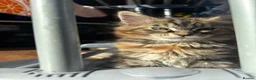 Maine Coon cats for sale: 2 stunning Maine coon kittens for sale  in Ripley - Advert 3