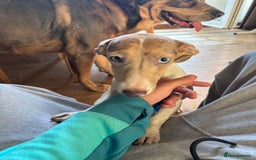 Mixed Breed dogs for sale: 2 beautiful puppy’s  - Image 4