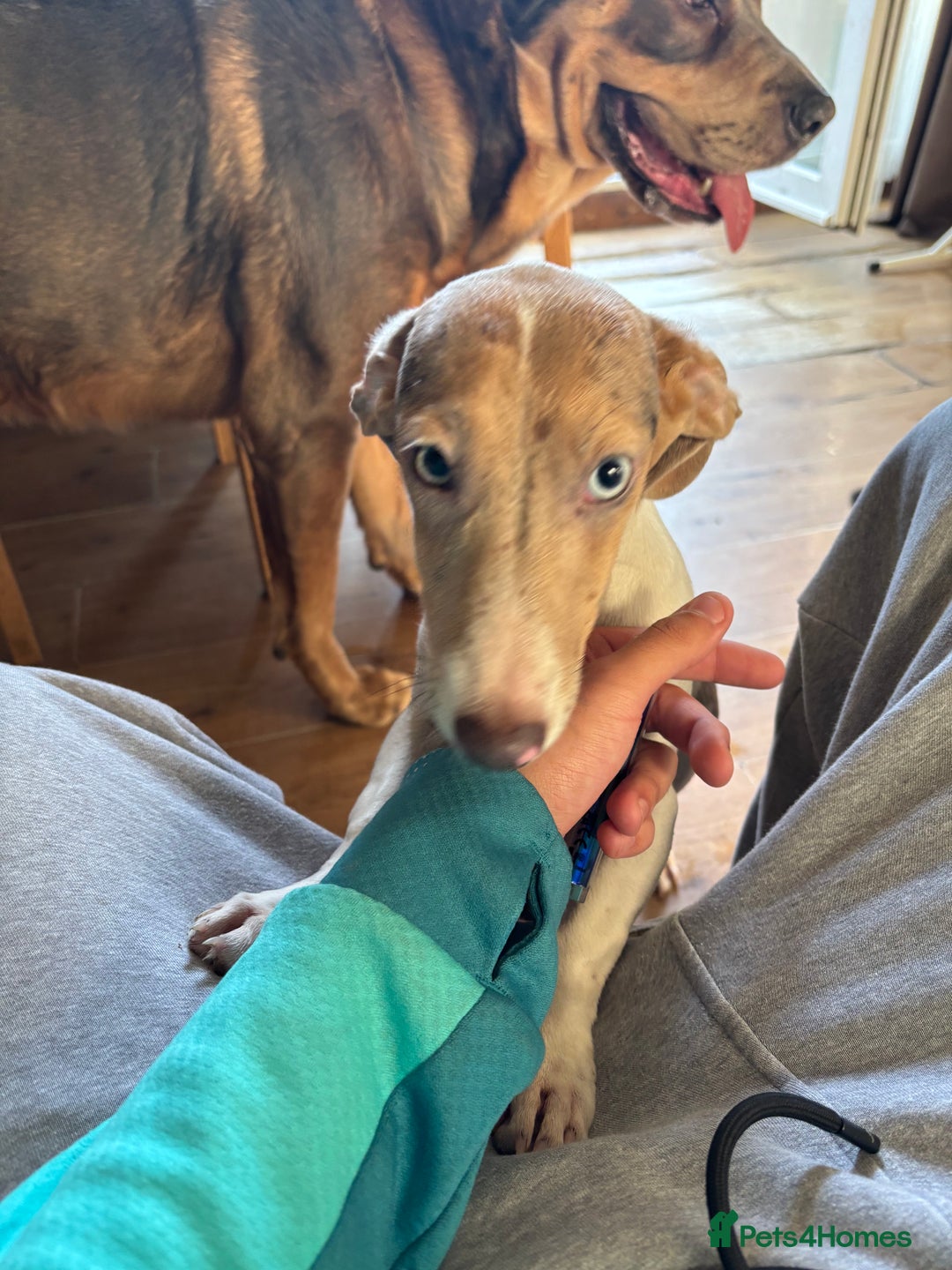 Mixed Breed dogs for sale: 2 beautiful puppy’s  - Image 4