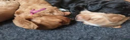 Cockapoo dogs for sale: Beautiful Betty has 5 gorgeous cockapoo puppies - Advert 11