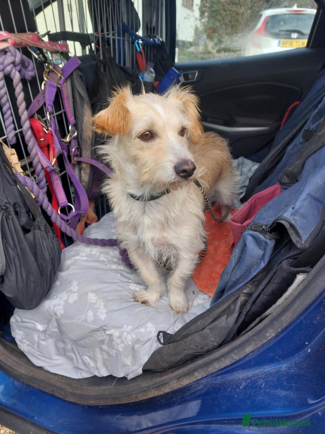 Mixed Breed dogs for adoption: Say hello to Ronnie - Image 1