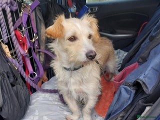 Mixed Breed dogs - Advert 1