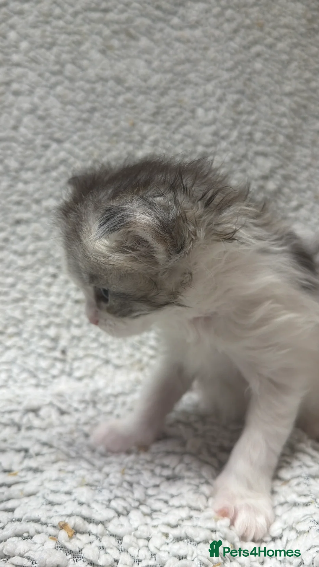 Maine Coon cats for sale: Beautiful maine coons - Advert 15