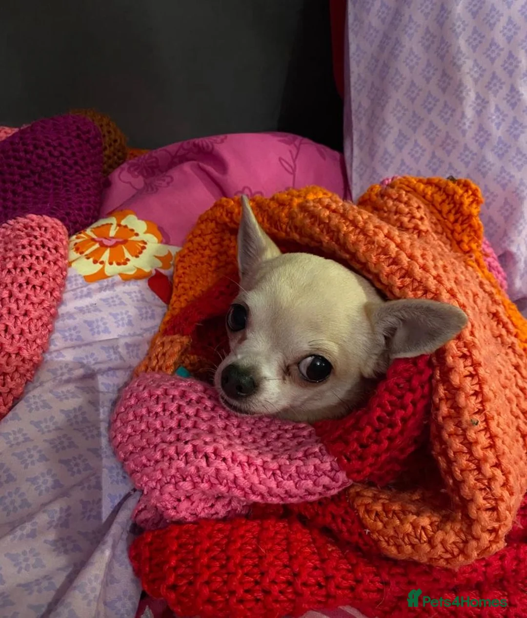 Chihuahua dogs for adoption: Female chihuahua  - Advert 1