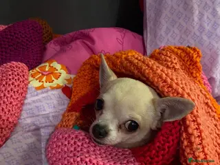 Chihuahua dogs Female chihuahua - Advert 1