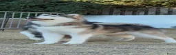 Alaskan Malamute dogs for sale: Alaskan Malamute puppies  - Advert 2