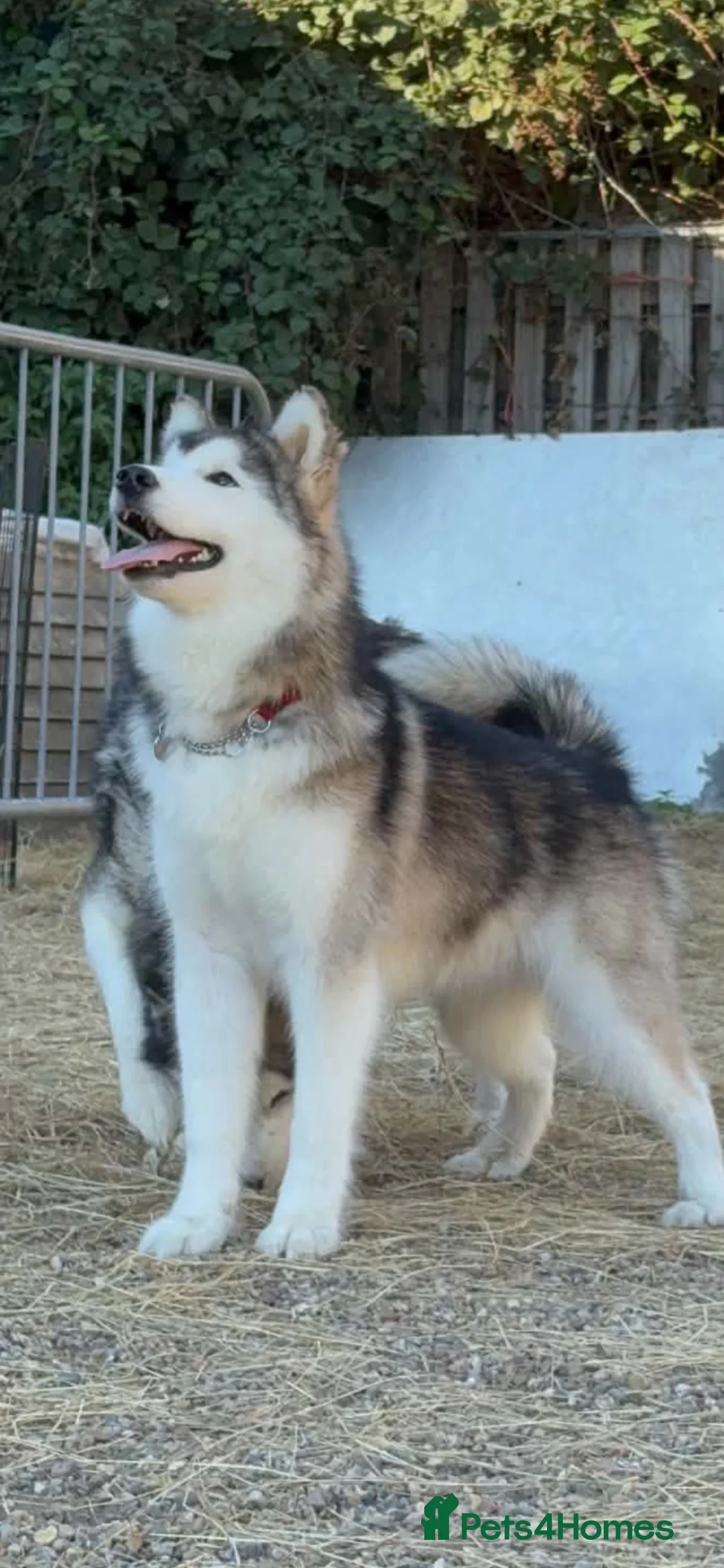 Alaskan Malamute dogs for sale: Alaskan Malamute puppies  - Advert 2