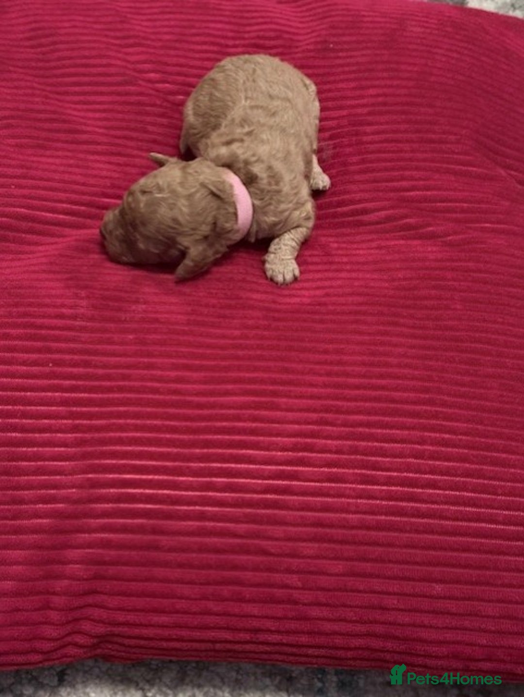 Cavapoo dogs for sale: F2 Cavapoo Puppies - Advert 4