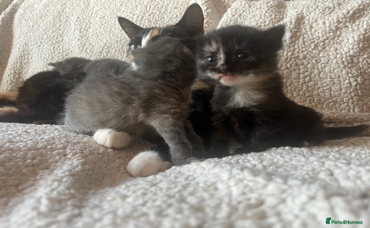 Mixed Breed cats - Advert 6