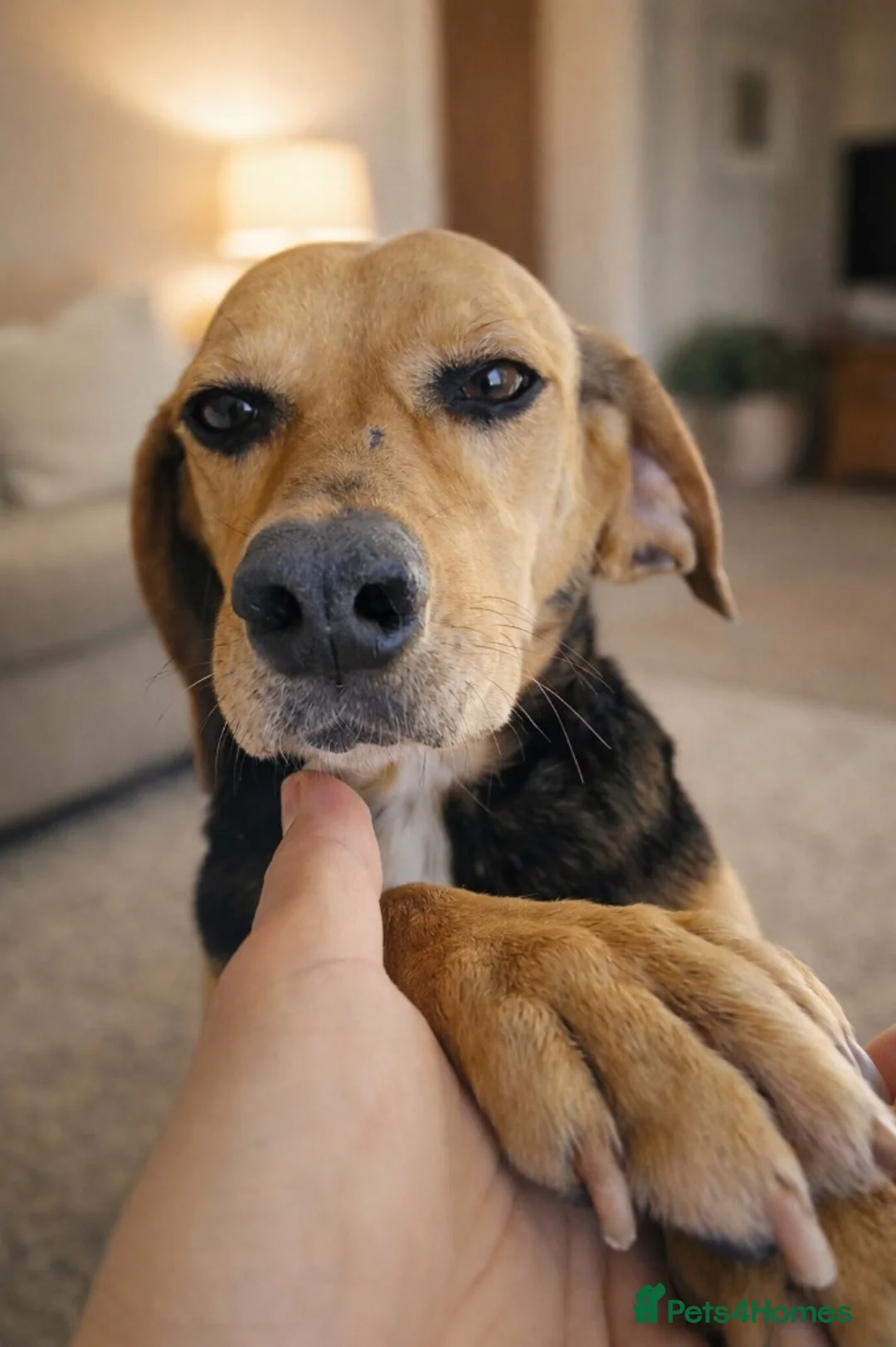 Mixed Breed dogs for adoption: 🌸 Elsi – The Little Angel Waiting to Belong 🌸 - Advert 5