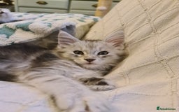 Maine Coon cats for sale: 2 MaineCoon boys - Image 3