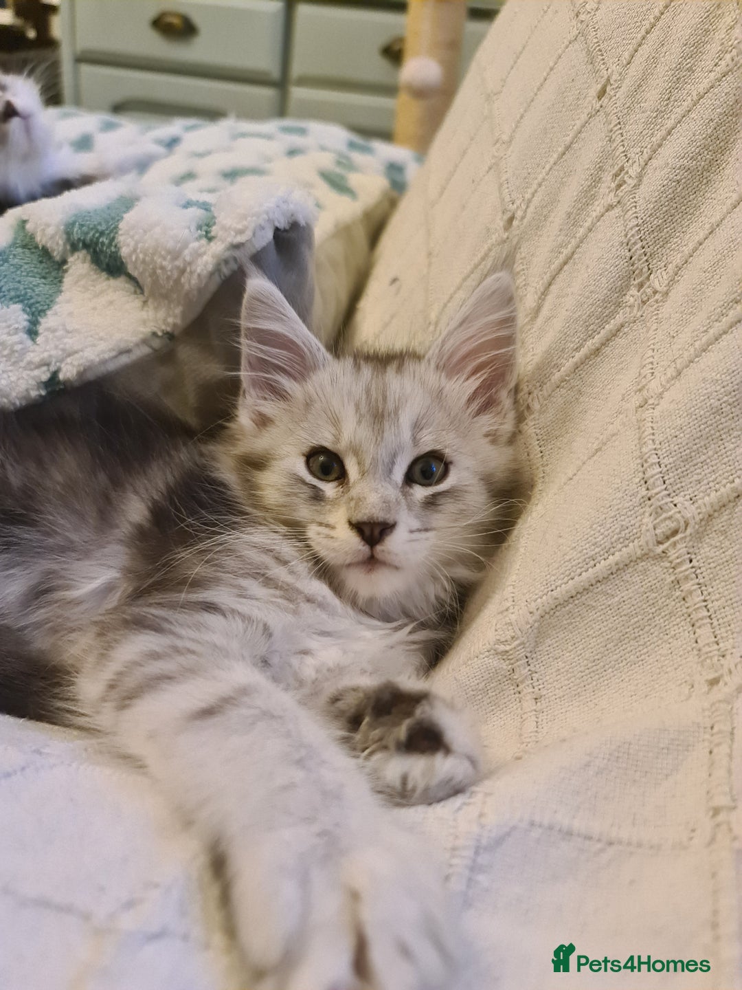 Maine Coon cats for sale: 2 MaineCoon boys - Image 3