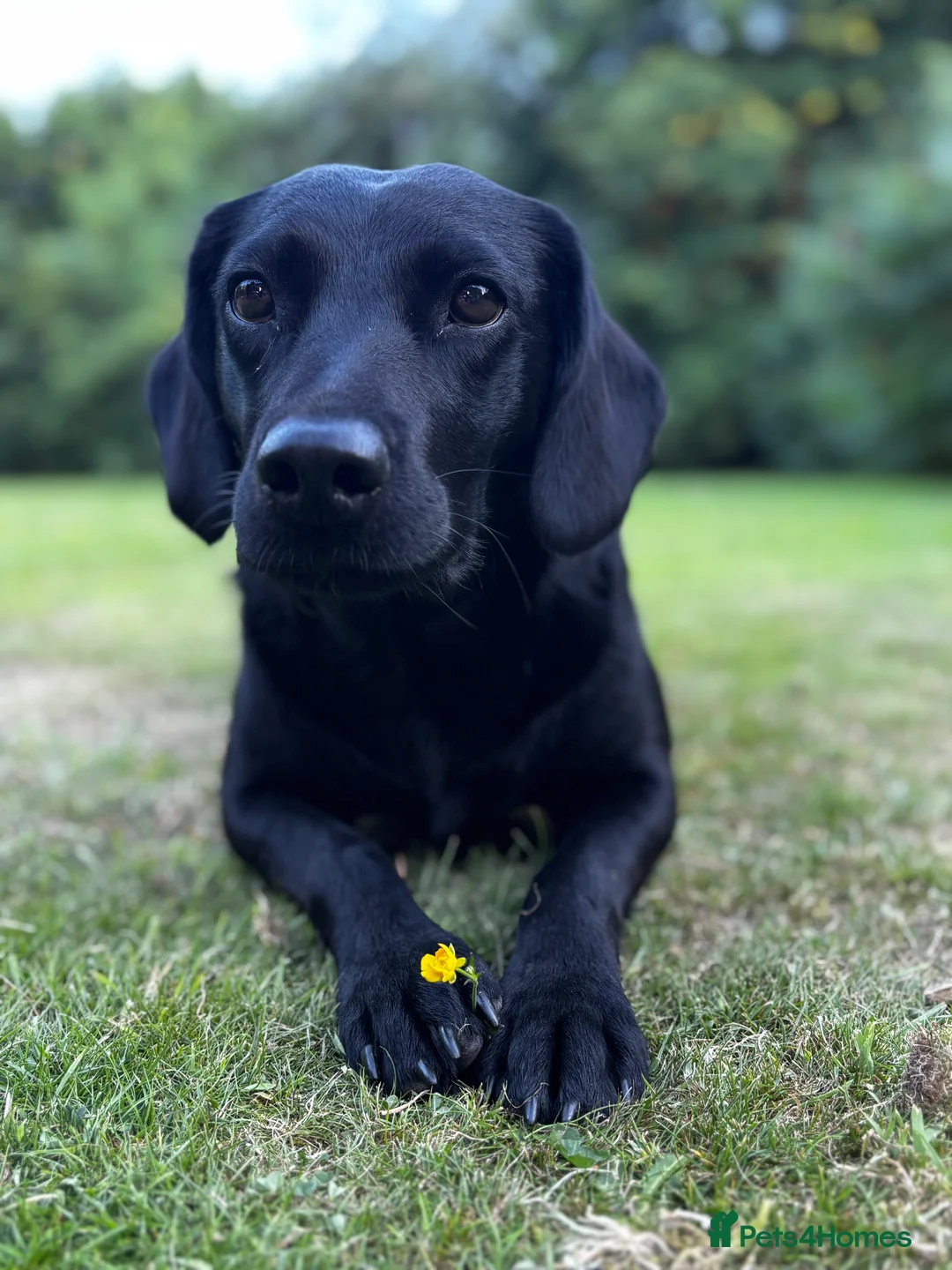 Springador dogs for sale: Beautiful F1BB Springador Puppies for Sale 🐾 - Advert 2