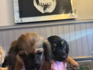 Chiweenie dogs 2 female chiweenies - Advert 15