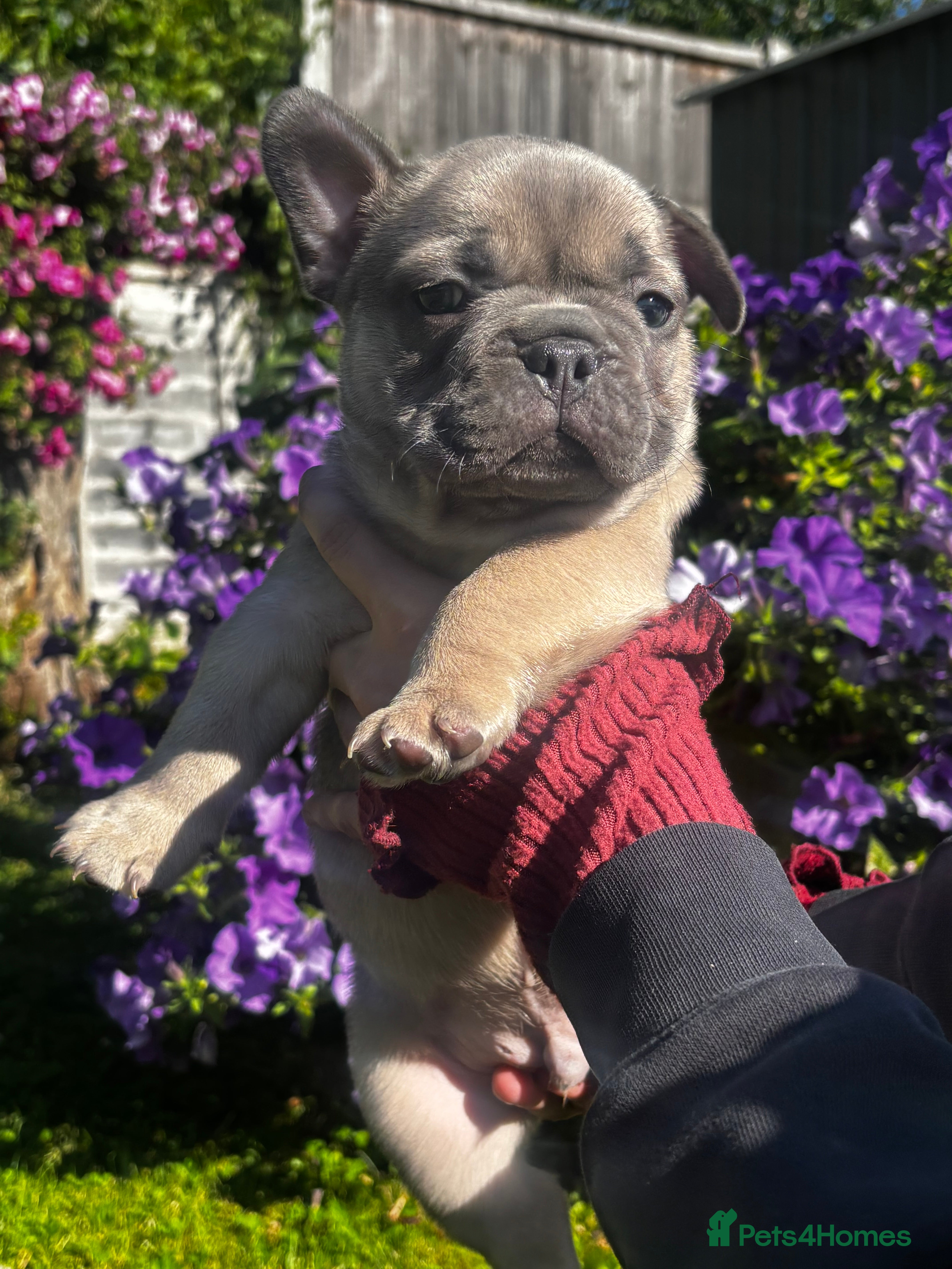 French Bulldog dogs 7 French Bulldog puppies  - Advert 19