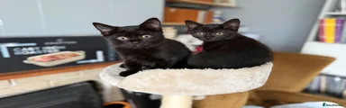 British Shorthair Kitten 5