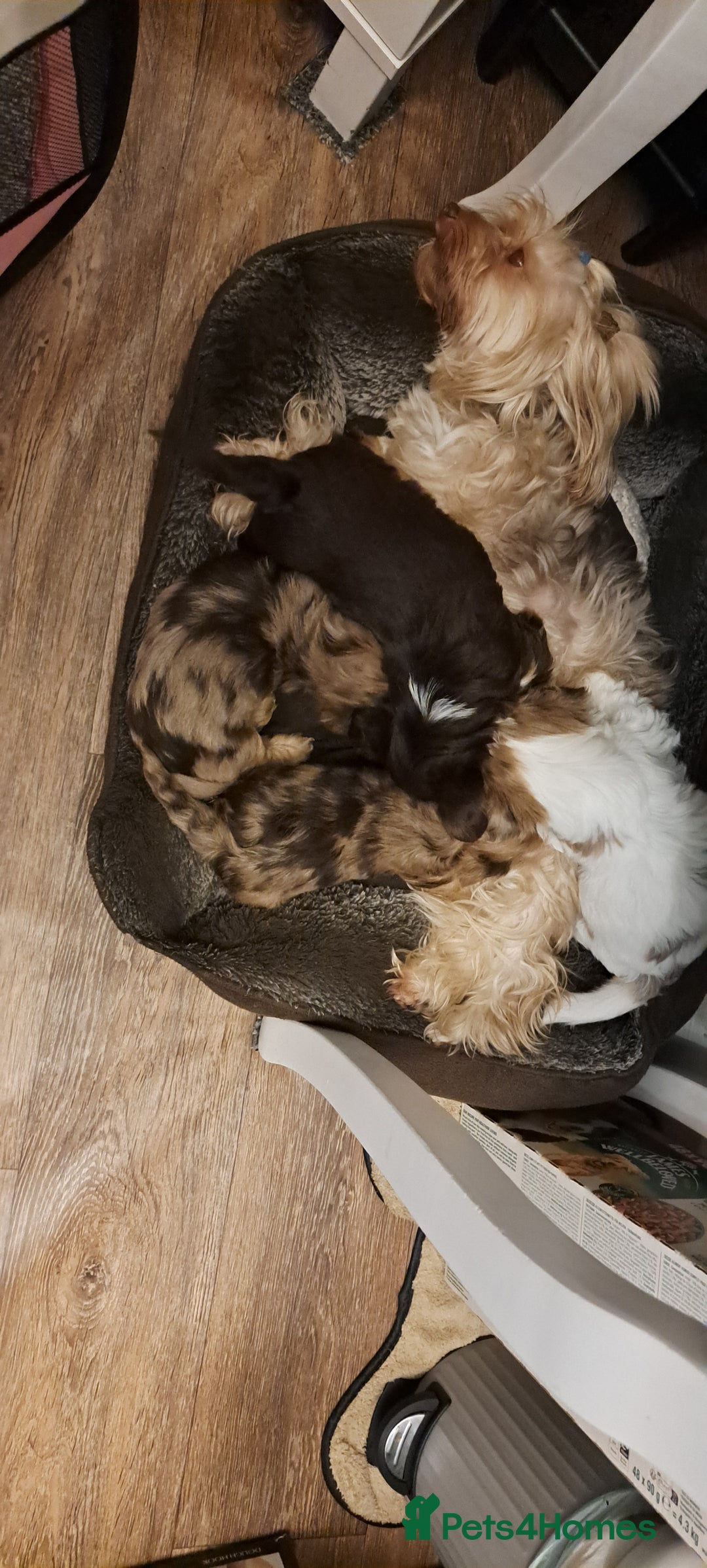 Yorkshire Terrier dogs for sale: 1 Boy & 3 Girls with Unique Coats - Image 3