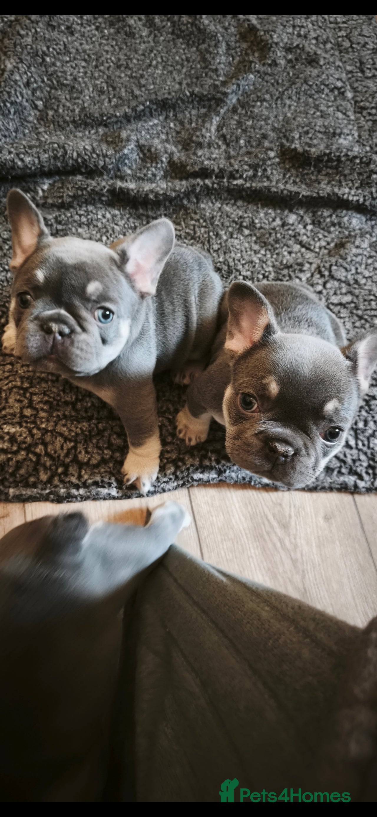 French Bulldog dogs Five beautiful girls - Advert 17
