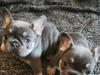 French Bulldog dogs Five beautiful girls - Advert 17