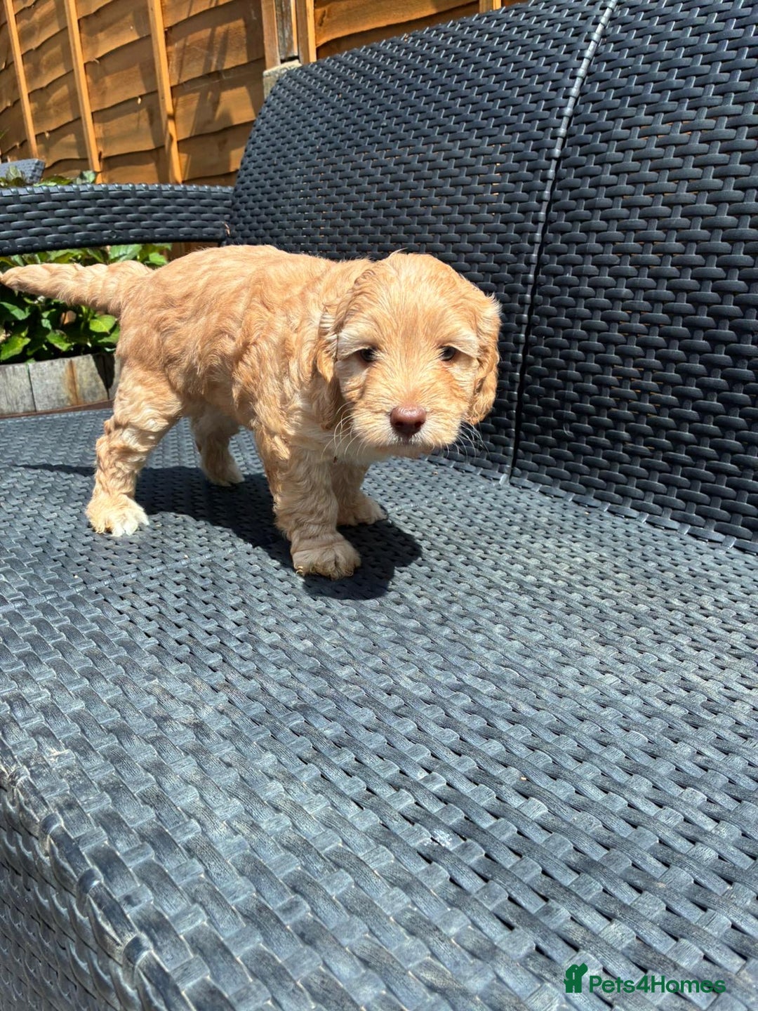 Cockapoo dogs for sale: Cockapoo 1 male 3 girls - Image 7