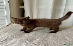 British Shorthair cats for sale: 2 Pedigree British Shorthair Chocolate Boys  - Image 4