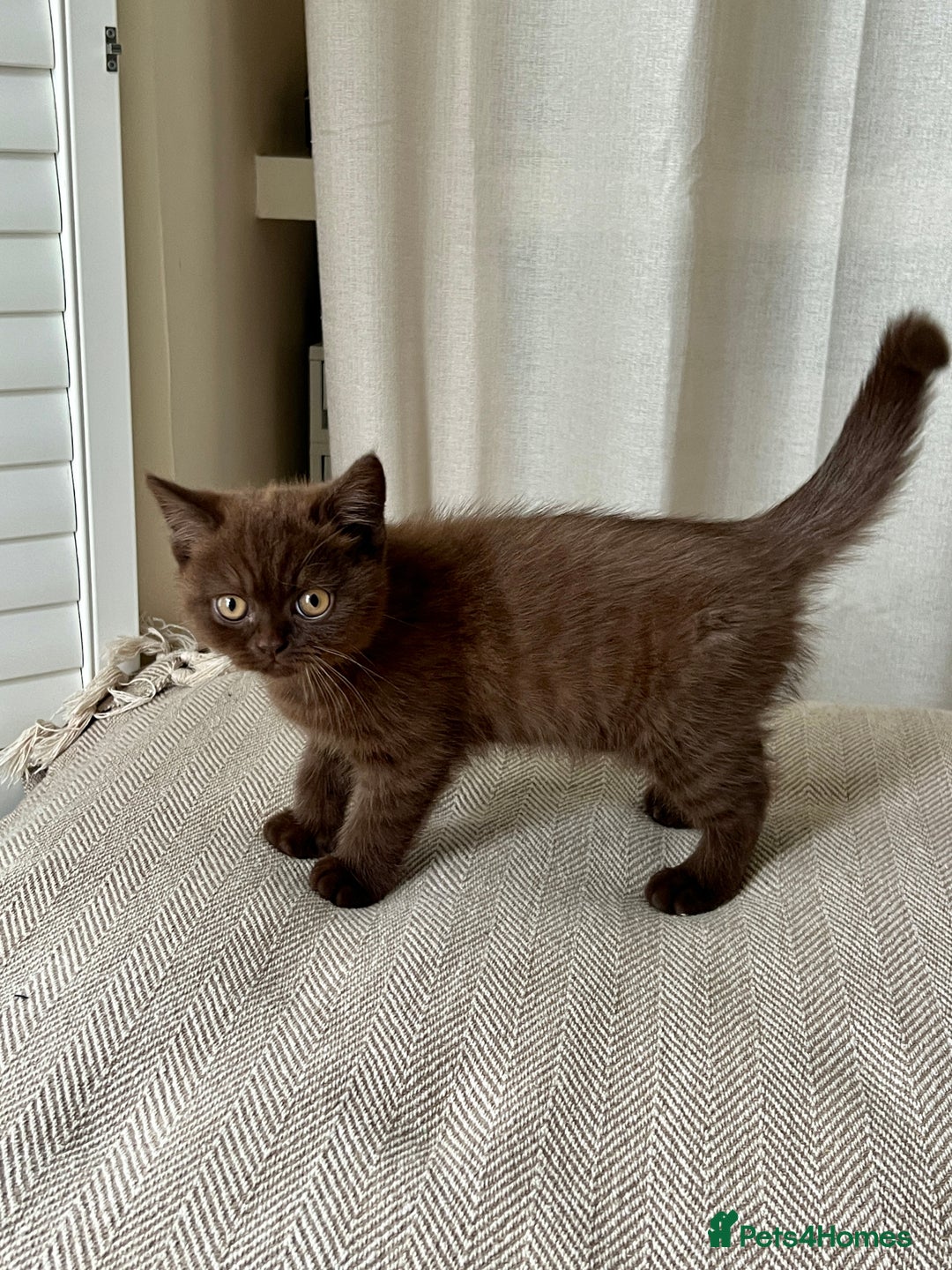 British Shorthair cats for sale: 2 Pedigree British Shorthair Chocolate Boys  - Image 4
